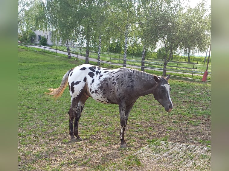 Appaloosa Caballo castrado 2 años 155 cm Castaño rojizo in Martin