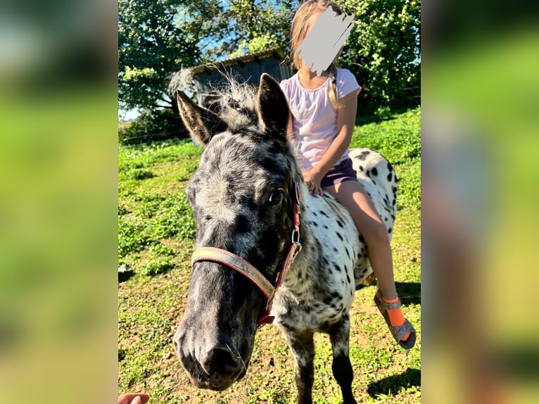 Appaloosa Caballo castrado 3 años 110 cm Atigrado/Moteado in M&#xF6;ttingen