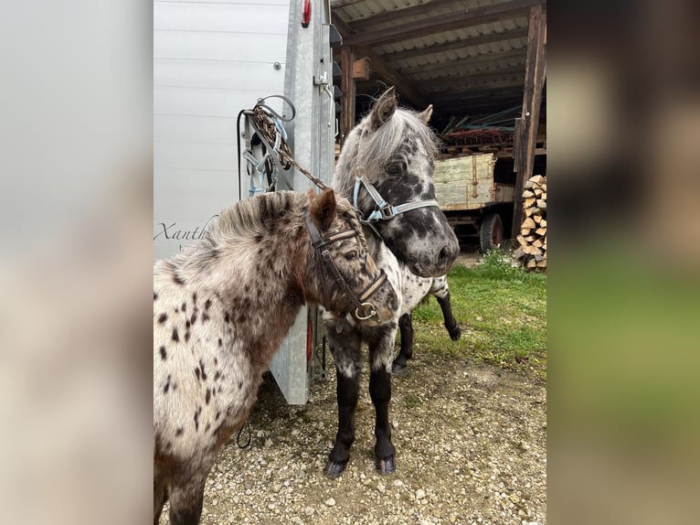 Appaloosa Caballo castrado 3 años 110 cm Atigrado/Moteado in M&#xF6;ttingen