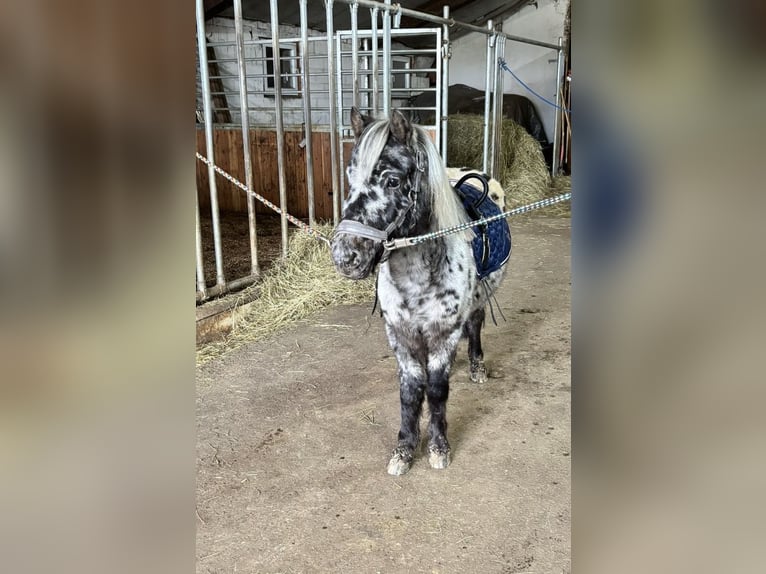 Appaloosa Caballo castrado 3 años 110 cm Atigrado/Moteado in M&#xF6;ttingen
