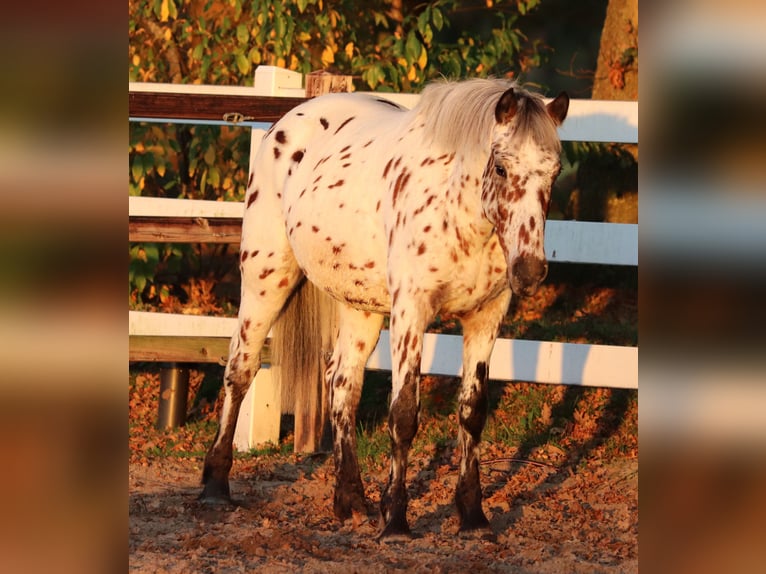 Appaloosa Mestizo Caballo castrado 3 años 148 cm Atigrado/Moteado in Oberhausen