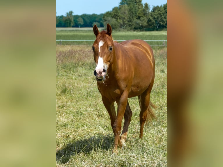 Appaloosa Caballo castrado 3 años 150 cm Alazán in Martfeld