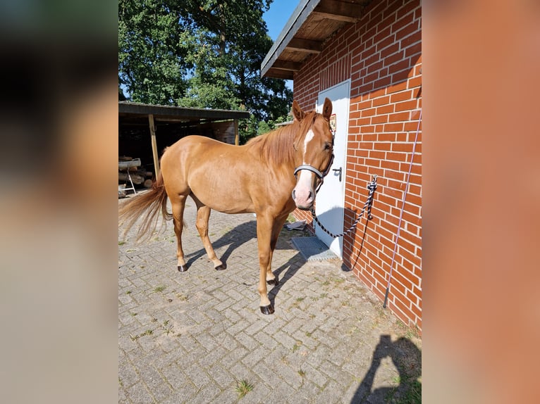 Appaloosa Caballo castrado 3 años 150 cm Alazán in Martfeld