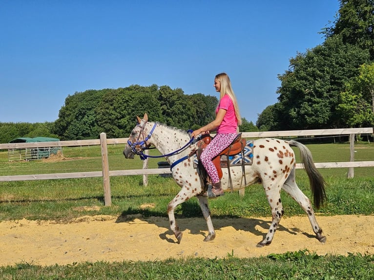 Appaloosa Caballo castrado 3 años 150 cm Atigrado/Moteado in Linkenbach
