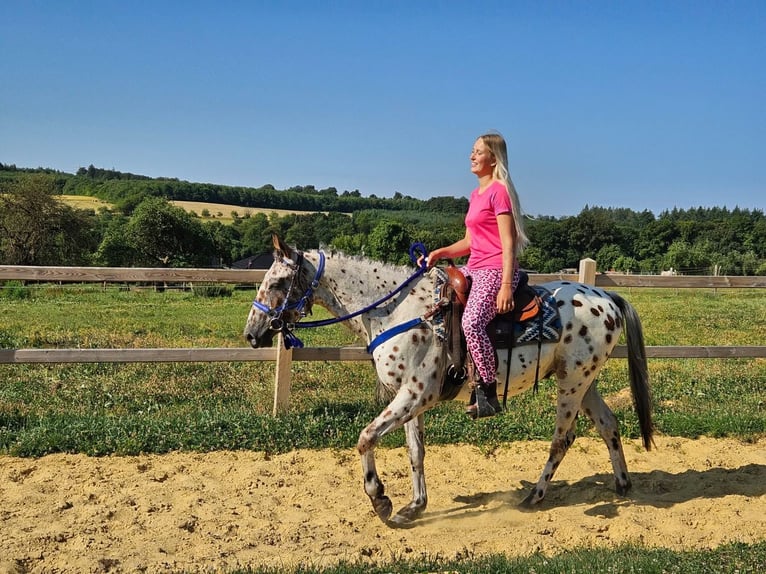 Appaloosa Caballo castrado 3 años 150 cm Atigrado/Moteado in Linkenbach