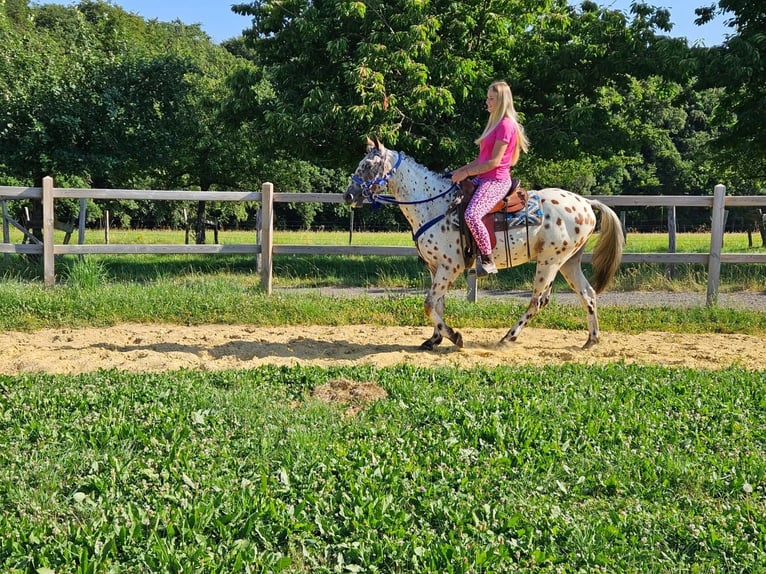 Appaloosa Caballo castrado 3 años 150 cm Atigrado/Moteado in Linkenbach