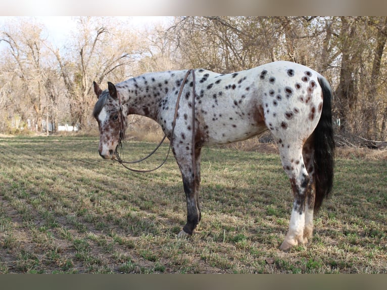 Appaloosa Mestizo Caballo castrado 3 años 150 cm in El Paso, TX