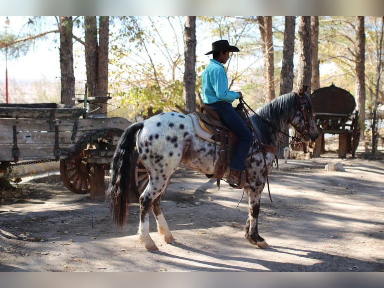 Appaloosa Mestizo Caballo castrado 3 años 150 cm in El Paso, TX