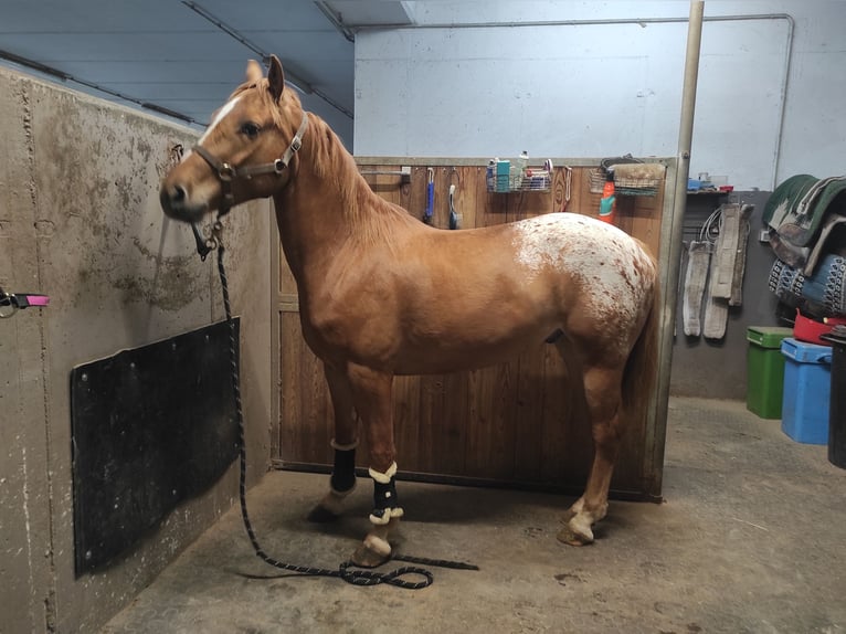 Appaloosa Mestizo Caballo castrado 3 años 150 cm in Platzers