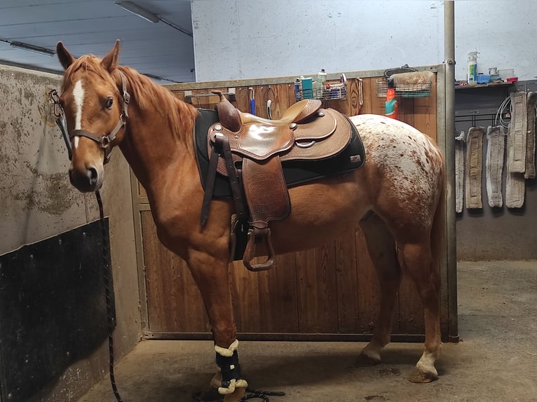 Appaloosa Mestizo Caballo castrado 3 años 150 cm in Platzers