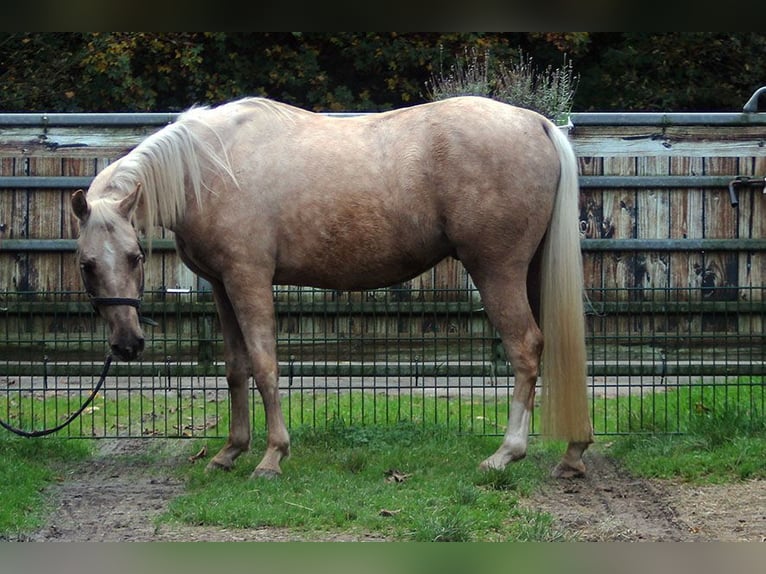 Appaloosa Caballo castrado 3 años 150 cm Palomino in Ratingen