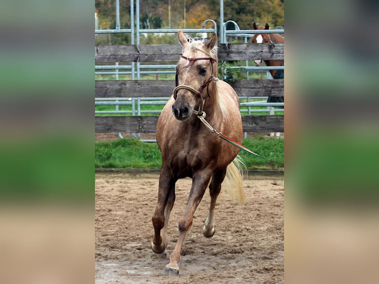 Appaloosa Caballo castrado 3 años 150 cm Palomino in Ratingen