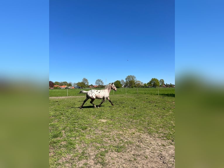 Appaloosa Caballo castrado 3 años 153 cm Castaño-ruano in Kutenholz
