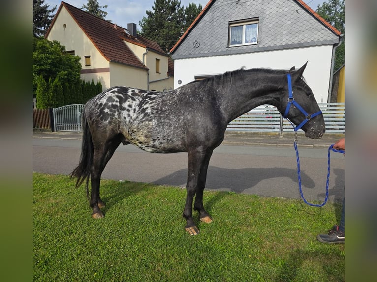 Appaloosa Caballo castrado 3 años 155 cm Atigrado/Moteado in Linkenbach