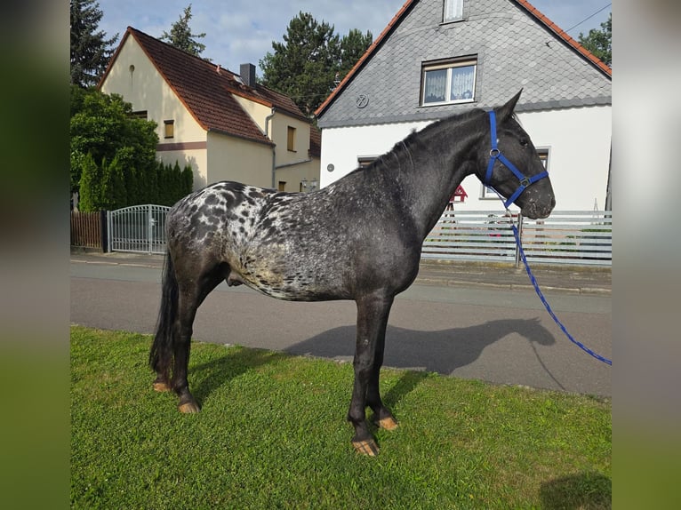 Appaloosa Caballo castrado 3 años 155 cm Atigrado/Moteado in Linkenbach