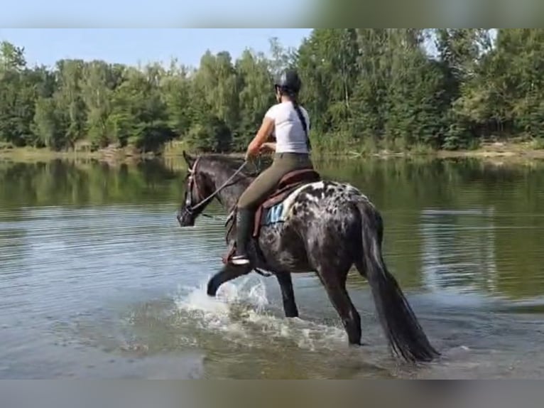 Appaloosa Caballo castrado 3 años 155 cm Atigrado/Moteado in Linkenbach