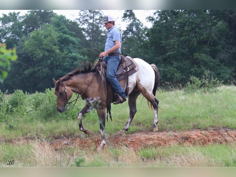 Appaloosa Caballo castrado 3 años 155 cm Buckskin/Bayo in Carthage