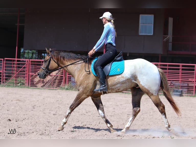 Appaloosa Caballo castrado 3 años 155 cm Buckskin/Bayo in Carthage