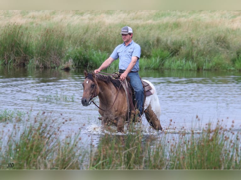 Appaloosa Caballo castrado 3 años 155 cm Buckskin/Bayo in Carthage