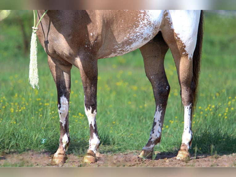 Appaloosa Caballo castrado 3 años 155 cm Buckskin/Bayo in Carthage