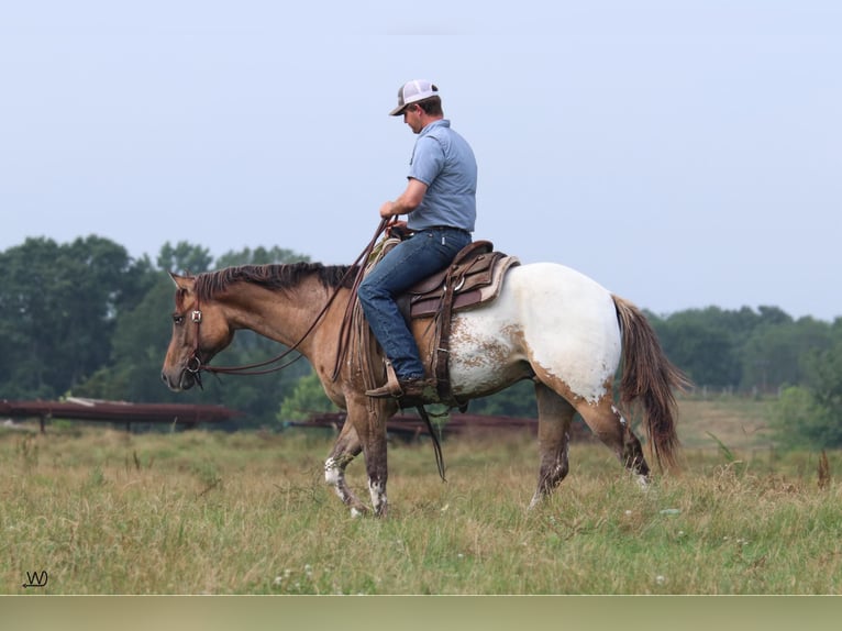 Appaloosa Caballo castrado 3 años 155 cm Buckskin/Bayo in Carthage