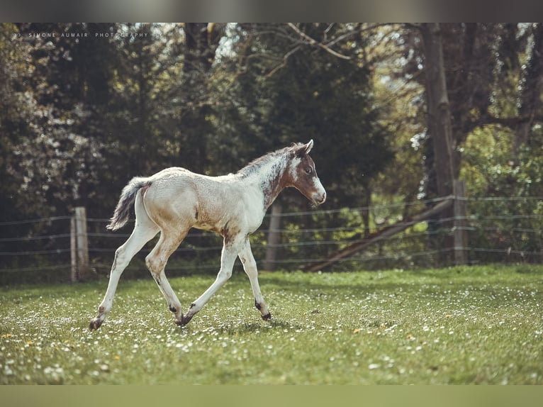 Appaloosa Caballo castrado 3 años 155 cm in Stein