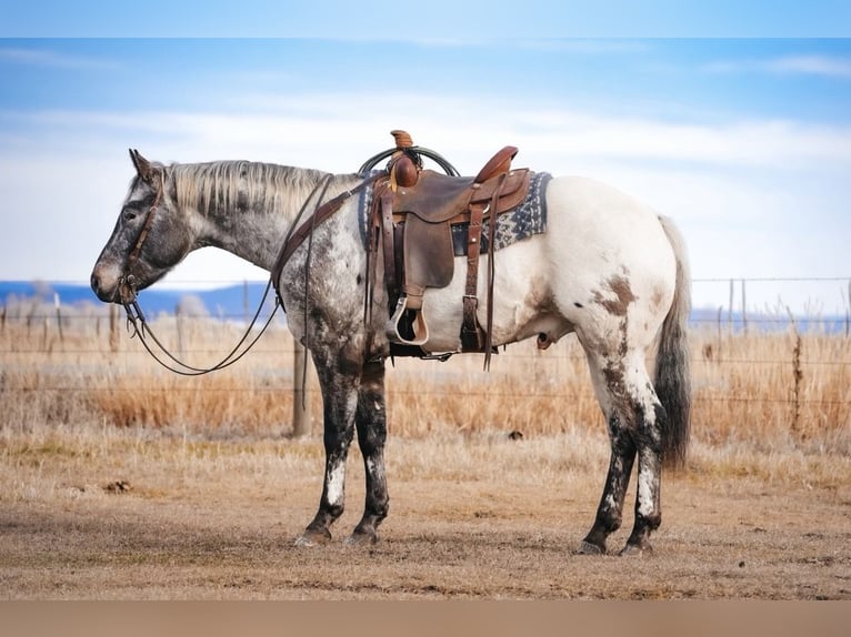 Appaloosa Caballo castrado 3 años 155 cm Castaño in Saint Anthony