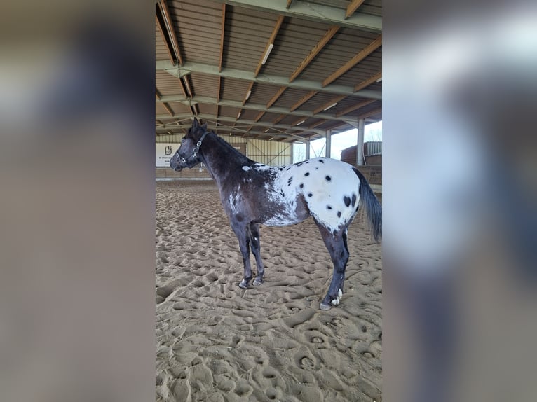 Appaloosa Caballo castrado 3 años 155 cm Morcillo in Boortmeerbeek