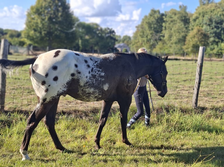Appaloosa Caballo castrado 3 años 155 cm Morcillo in Boortmeerbeek