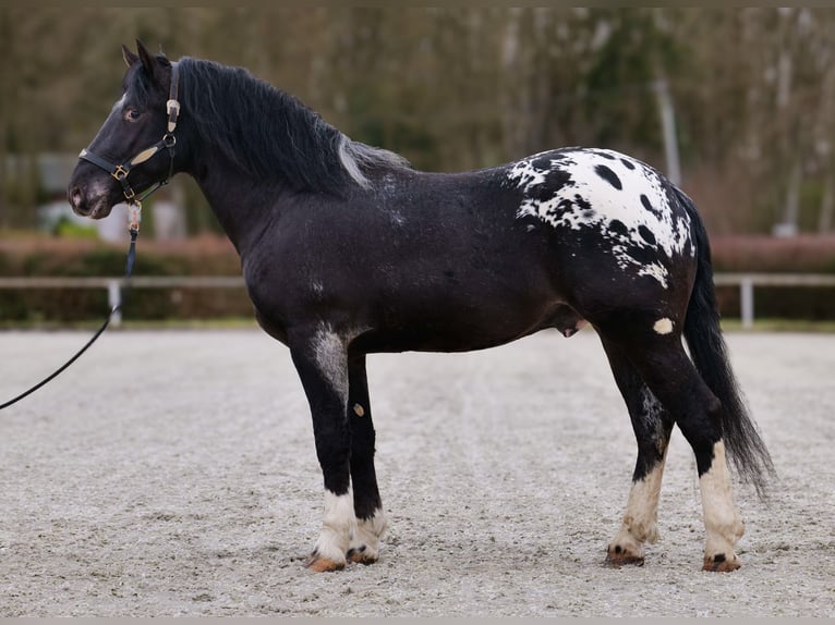 Appaloosa Caballo castrado 3 años 155 cm Negro in Neustadt (Wied)