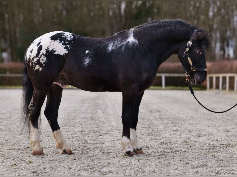 Appaloosa Caballo castrado 3 años 155 cm Negro in Neustadt (Wied)