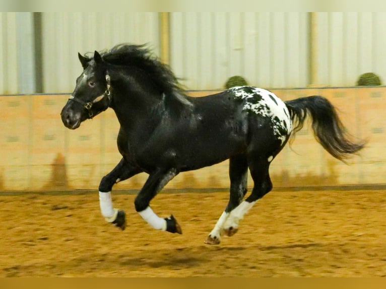 Appaloosa Caballo castrado 3 años 155 cm Negro in Neustadt (Wied)