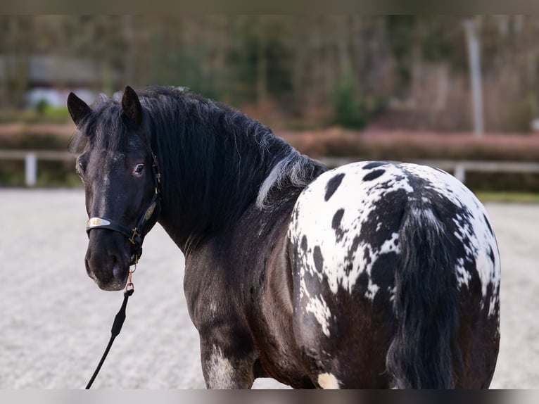 Appaloosa Caballo castrado 3 años 155 cm Negro in Neustadt (Wied)