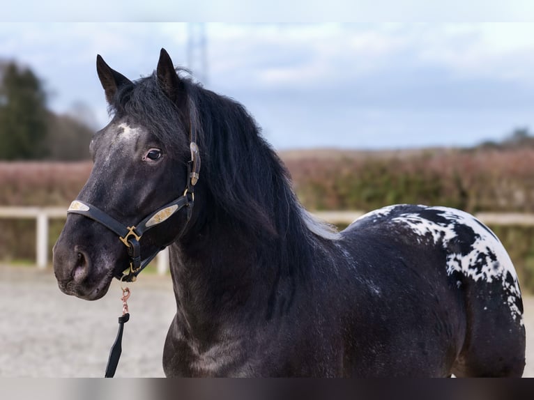 Appaloosa Caballo castrado 3 años 155 cm Negro in Neustadt (Wied)