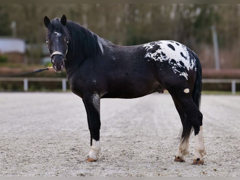 Appaloosa Caballo castrado 3 años 155 cm Negro in Neustadt (Wied)