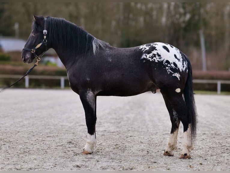 Appaloosa Caballo castrado 3 años 155 cm Negro in Neustadt (Wied)