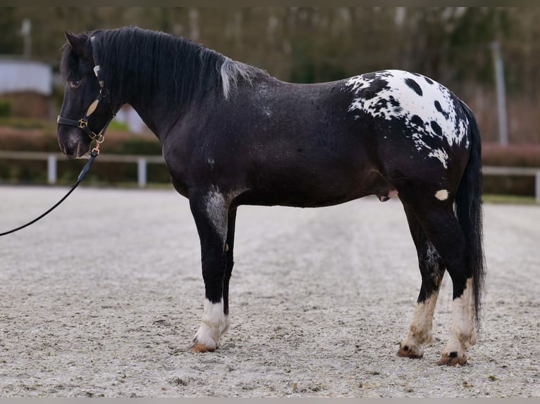 Appaloosa Caballo castrado 3 años 155 cm Negro in Neustadt (Wied)