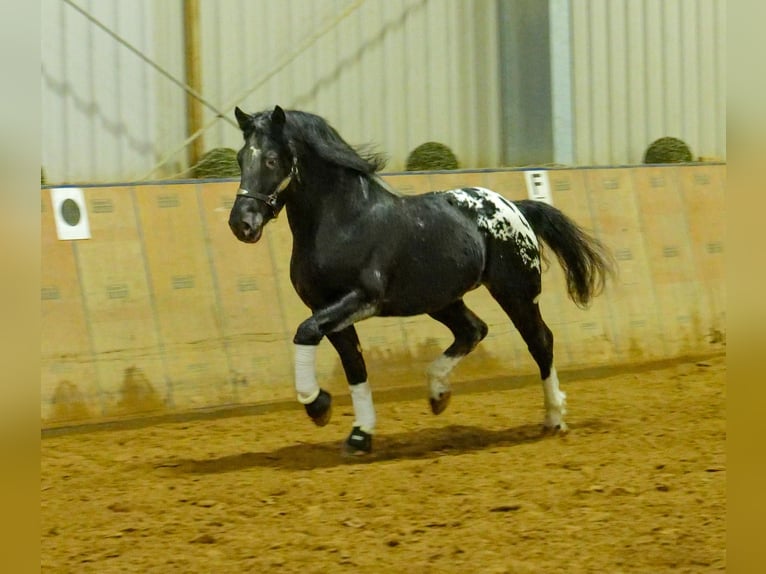 Appaloosa Caballo castrado 3 años 155 cm Negro in Neustadt (Wied)