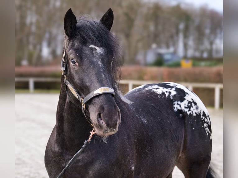 Appaloosa Caballo castrado 3 años 155 cm Negro in Neustadt (Wied)