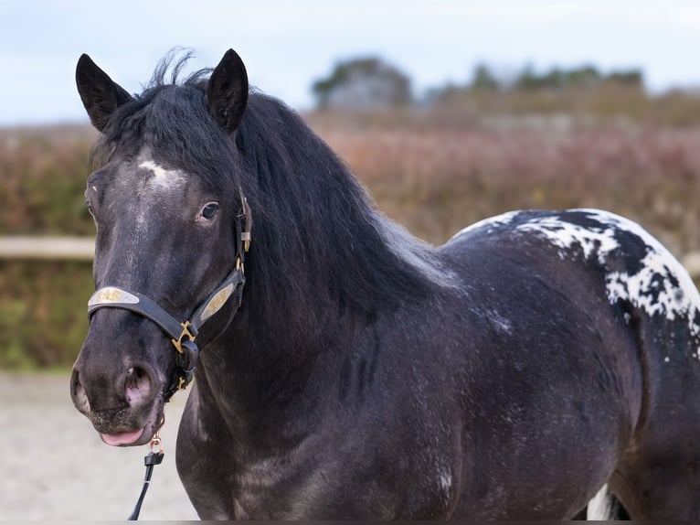 Appaloosa Caballo castrado 3 años 155 cm Negro in Neustadt (Wied)