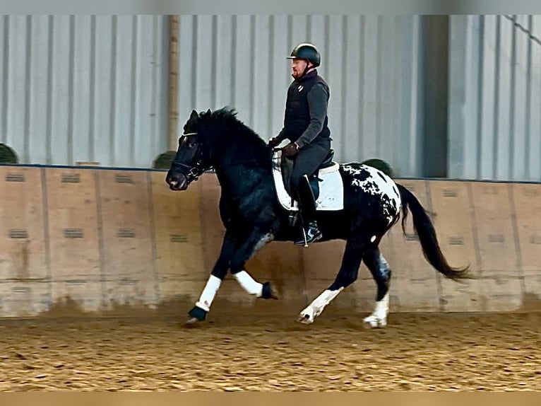 Appaloosa Caballo castrado 3 años 155 cm Negro in Neustadt (Wied)