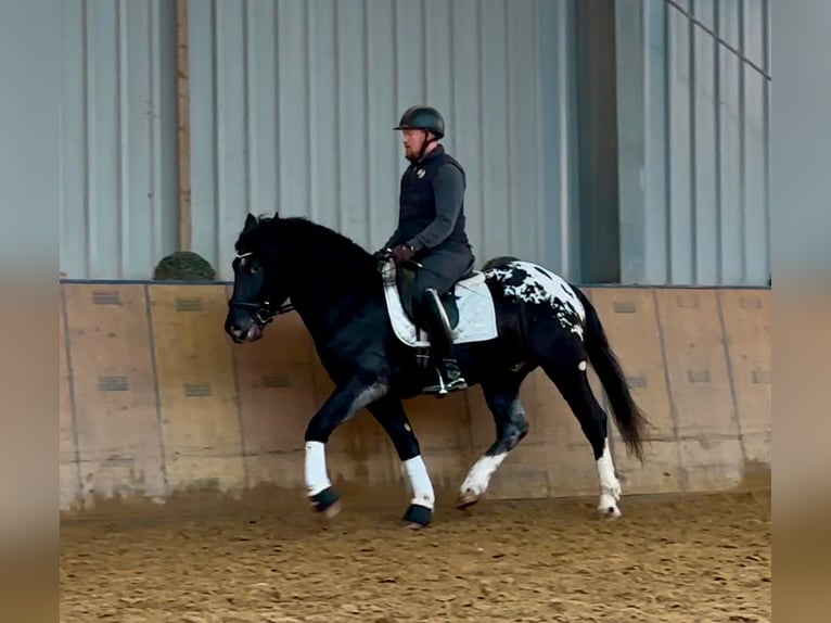 Appaloosa Caballo castrado 3 años 155 cm Negro in Neustadt (Wied)