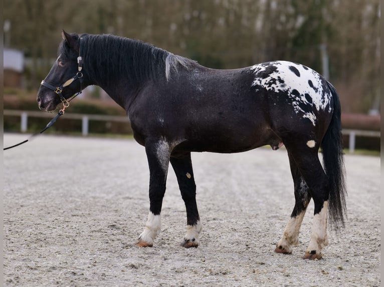 Appaloosa Caballo castrado 3 años 155 cm Negro in Neustadt (Wied)