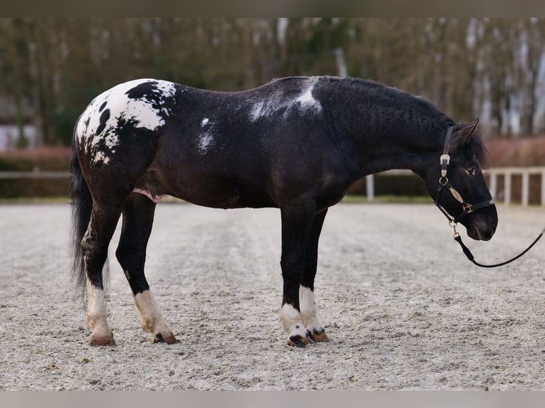 Appaloosa Caballo castrado 3 años 155 cm Negro in Neustadt (Wied)