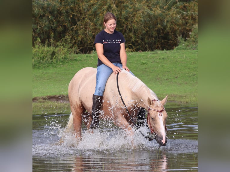 Appaloosa Caballo castrado 3 años 155 cm Palomino in Oberhausen