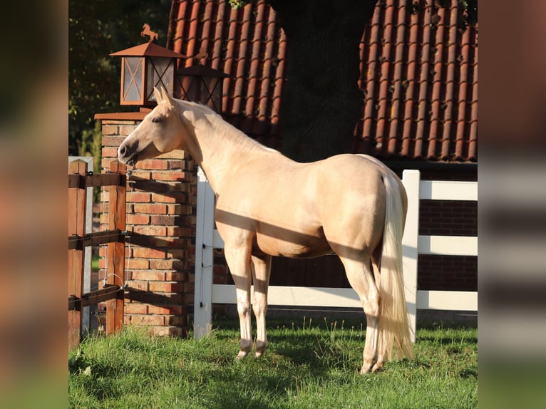 Appaloosa Caballo castrado 3 años 155 cm Palomino in Oberhausen