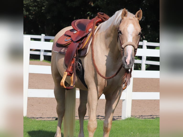 Appaloosa Caballo castrado 3 años 155 cm Palomino in Oberhausen