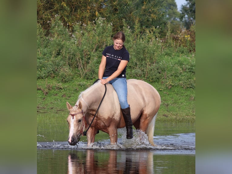 Appaloosa Caballo castrado 3 años 155 cm Palomino in Oberhausen