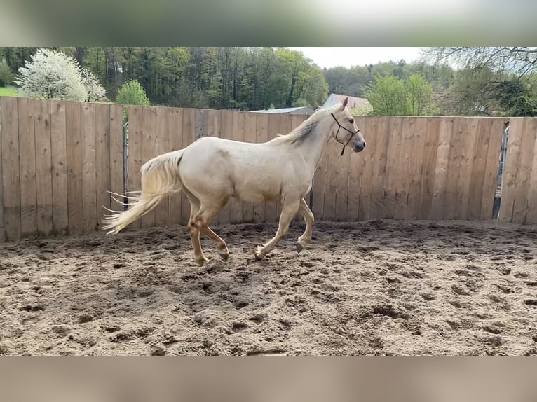 Appaloosa Caballo castrado 3 años 155 cm Palomino in Preußisch Oldendorf