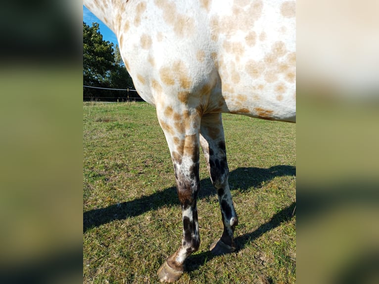 Appaloosa Caballo castrado 3 años 156 cm Buckskin/Bayo in Mühlberg (Elbe)